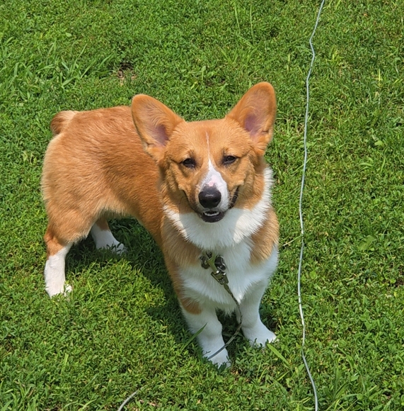 Meet your Posher, Bri - Picture 1 of 1